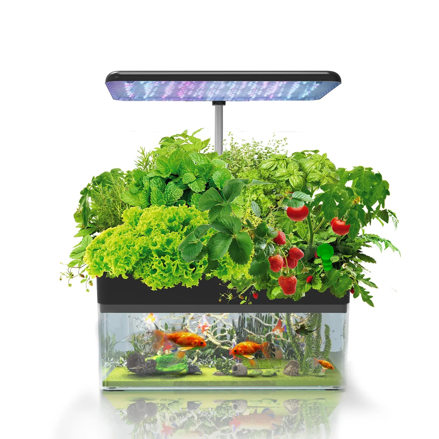 Hydroponic Planting Aquaponic LED Grow Light And Fishtank